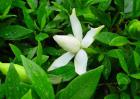 小叶栀子花的养殖方法