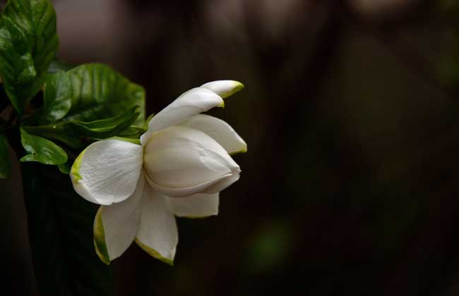 栀子花叶子蔫了怎么办