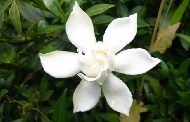 栀子花可以吃吗