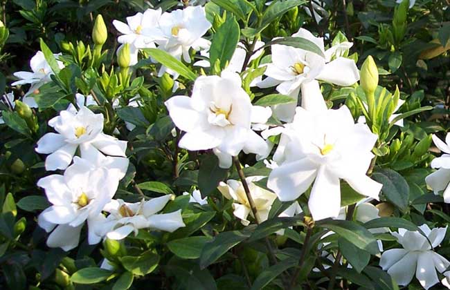 栀子花可以吃吗