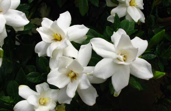 栀子花可以吃吗