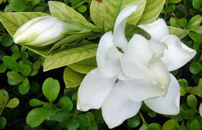 栀子花叶子发黑怎么办
