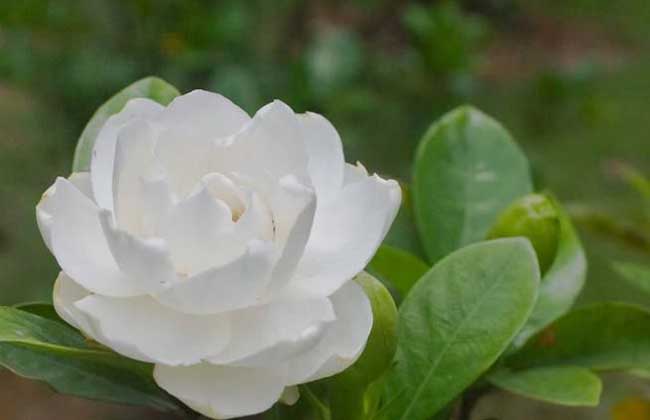 栀子花叶子发黑怎么办