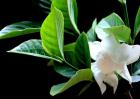 栀子花不开花怎么办？