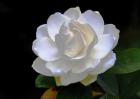 孕妇可以闻栀子花吗？