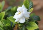 栀子花可以泡茶喝吗？