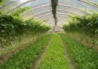 2018年大棚种植什么最赚钱？