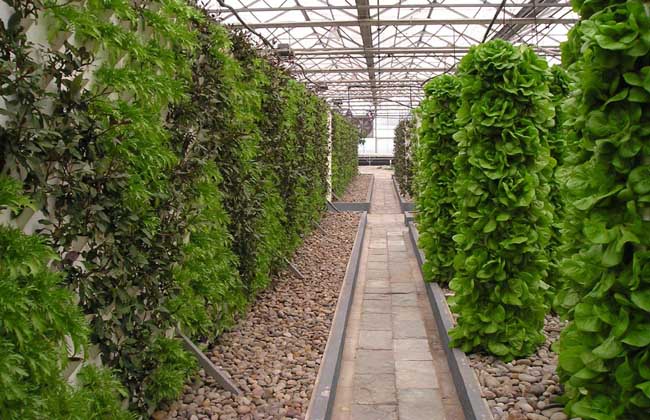 无土栽培一般投入多少