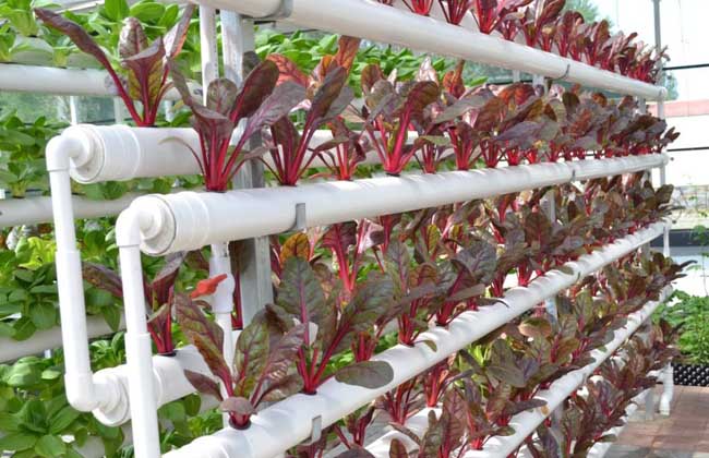 无土栽培营养液配方