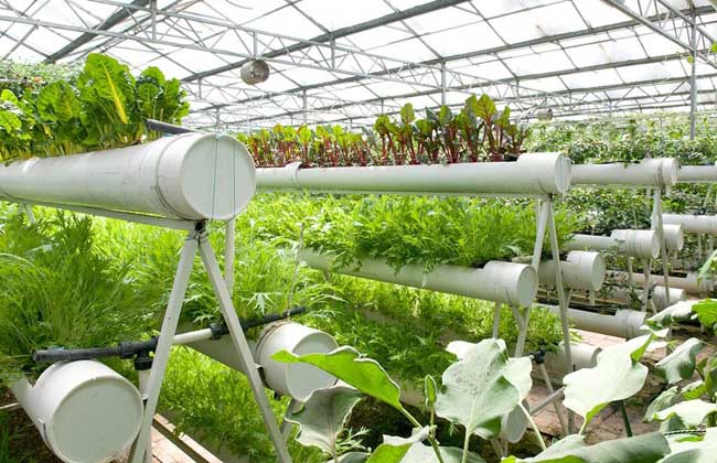 无土栽培蔬菜有哪些