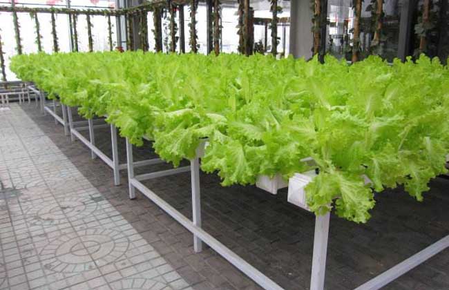 无土栽培有哪些优点