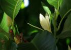 白兰花种子价格及种植方法