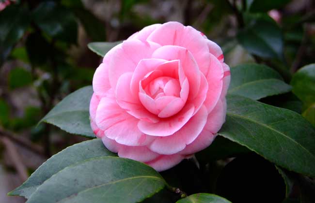 茶花的品种及价格大全