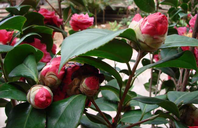 茶花掉叶子是怎么回事