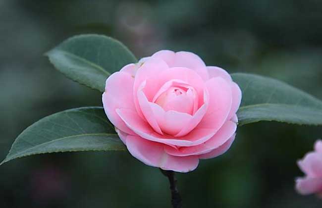 茶花掉叶子是怎么回事