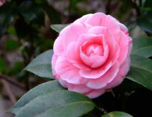 茶花的品种及价格大全