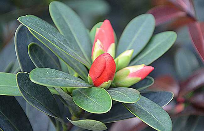 四季茶花