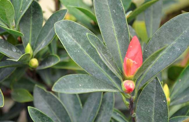 四季茶花