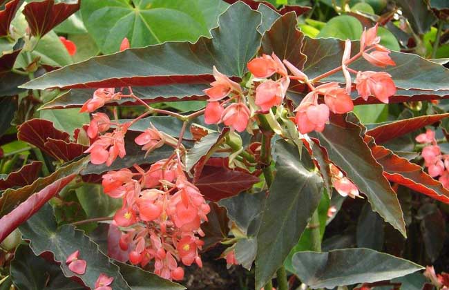 竹节海棠