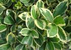 大叶黄杨价格及种植方法