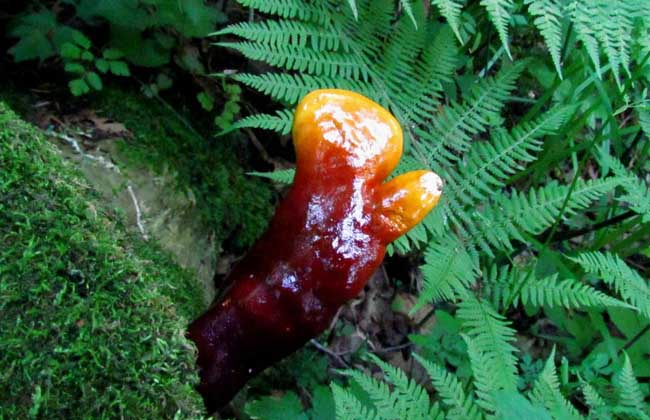松杉灵芝价格