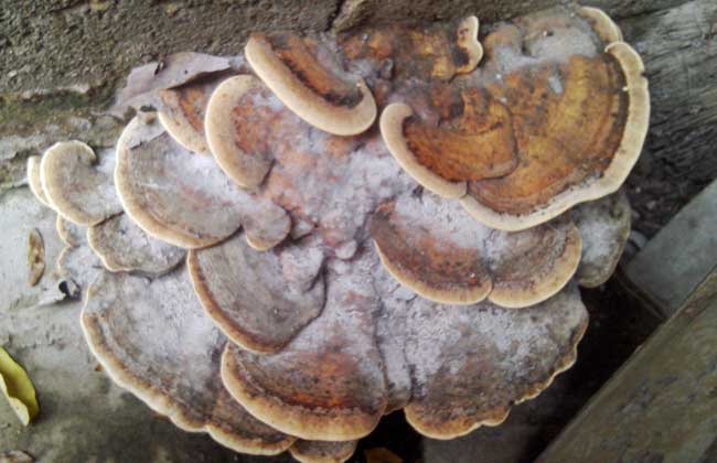 灵芝长在什么地方