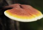 野生灵芝价格及鉴别方法