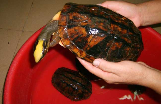 野生金钱龟