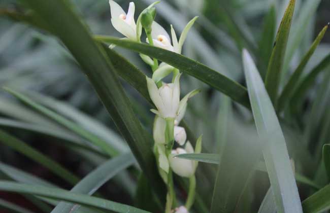 兰花什么时候开花