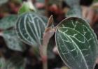 金线莲种子价格及种植方法
