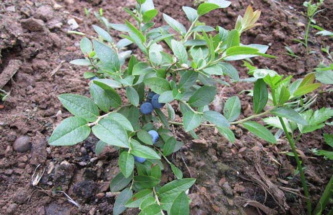 蓝莓种植条件
