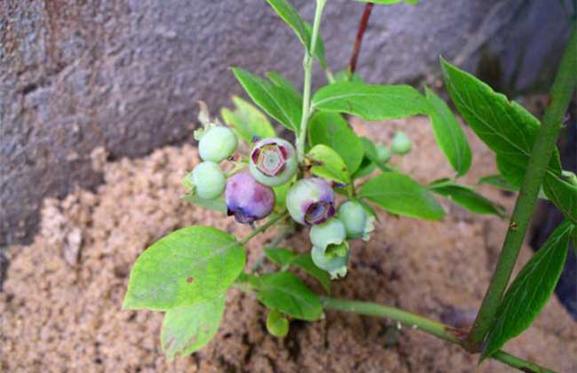 蓝莓种植条件