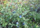 野生蓝莓和种植蓝莓的区别