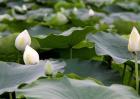 莲藕种子价格及种植方法