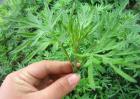艾草种子价格及种植方法