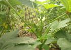 秋葵种子价格及种植方法