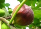 新鲜无花果怎么保存？