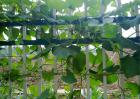 葫芦种子价格及种植方法
