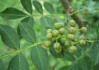 花椒种子价格及种植方法