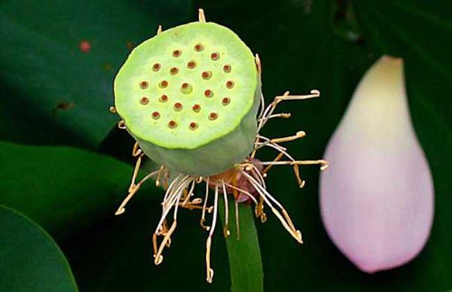 荷花种子哪里有卖
