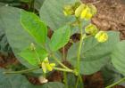 绿豆种子价格及种植方法