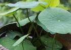 碗莲种子价格及种植方法