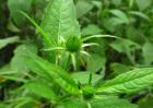 续断种子价格及种植方法