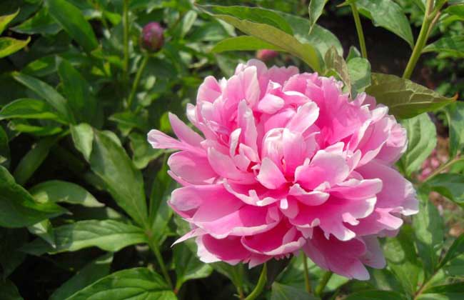 芍药