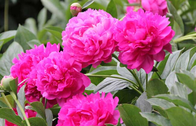 芍药