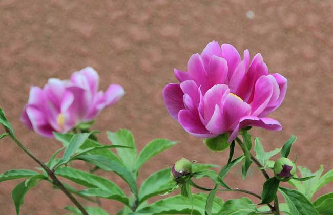 芍药