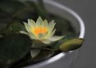 迷你睡莲种子价格及种植方法