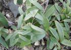 土茯苓种子价格及种植方法