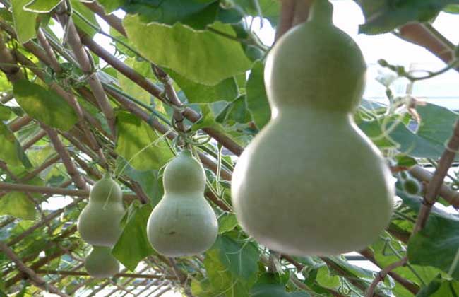 葫芦瓜价格
