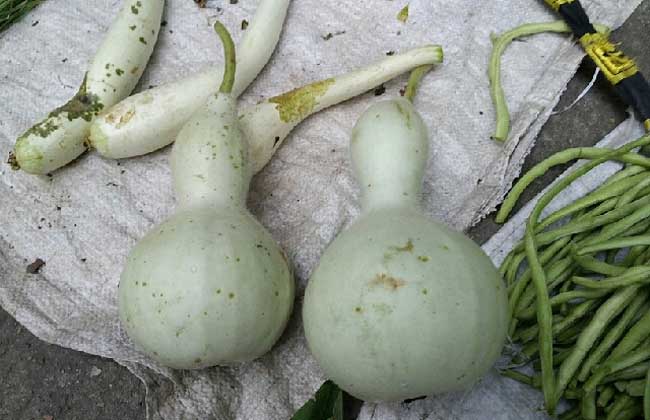 葫芦瓜价格